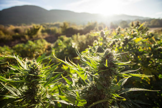CBD-Illegale-decreto-2024