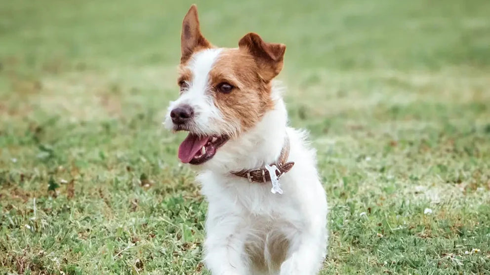 articolo-su-attacchi-di-panico-nel-cane