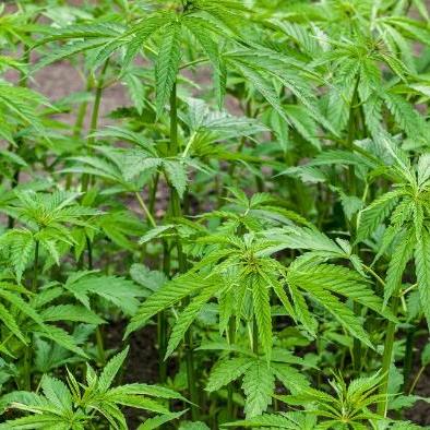 cannabis-illegale-ddl-sicurezza-2024